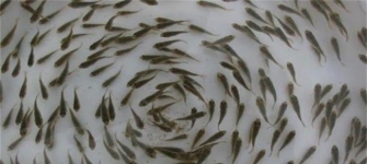 魚苗放養前處理