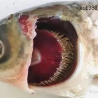 引起魚類爛鰓病的病因有哪些？如何防治？