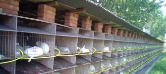 科學養兔【第一章 飼養管理】