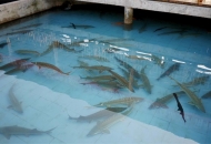 	鱘魚養殖條件