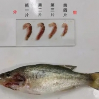 加州鱸魚苗階段指環蟲危害嚴重應該辦？